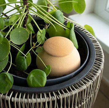 Olla à planter 15cl brut