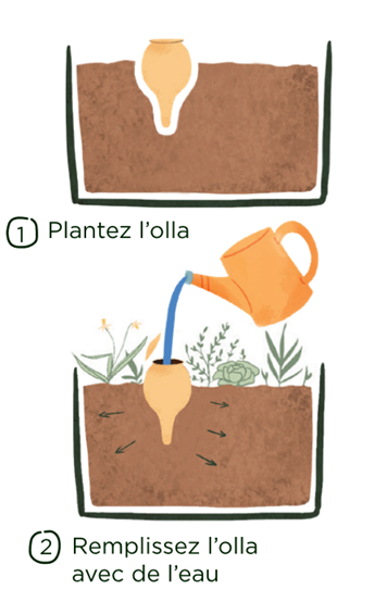 Olla à planter 50cl translucide