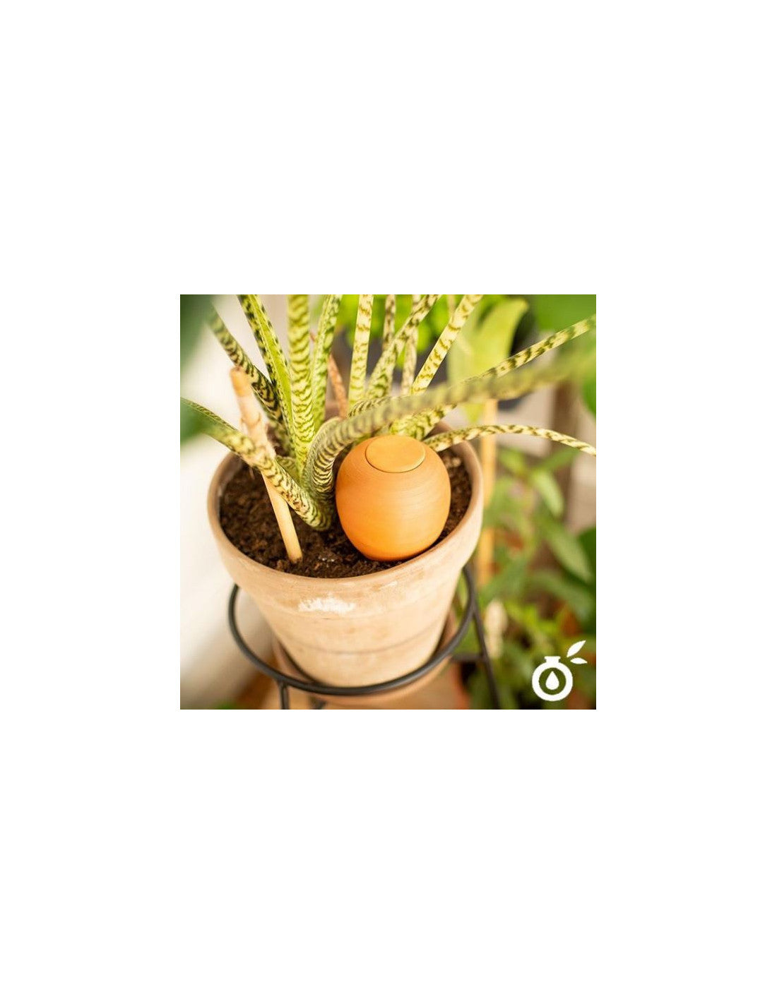 Oyas® à planter - format S