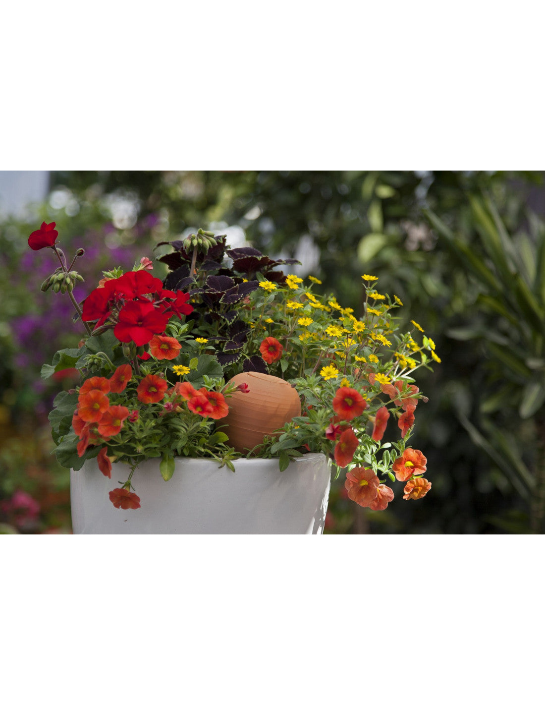 Oyas® à planter - format S