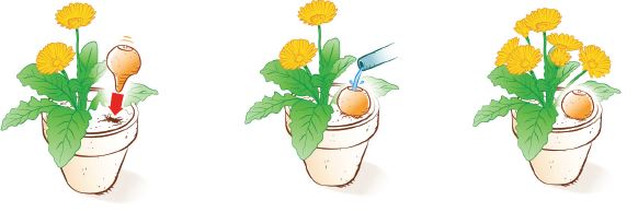 Oyas® à planter - format S