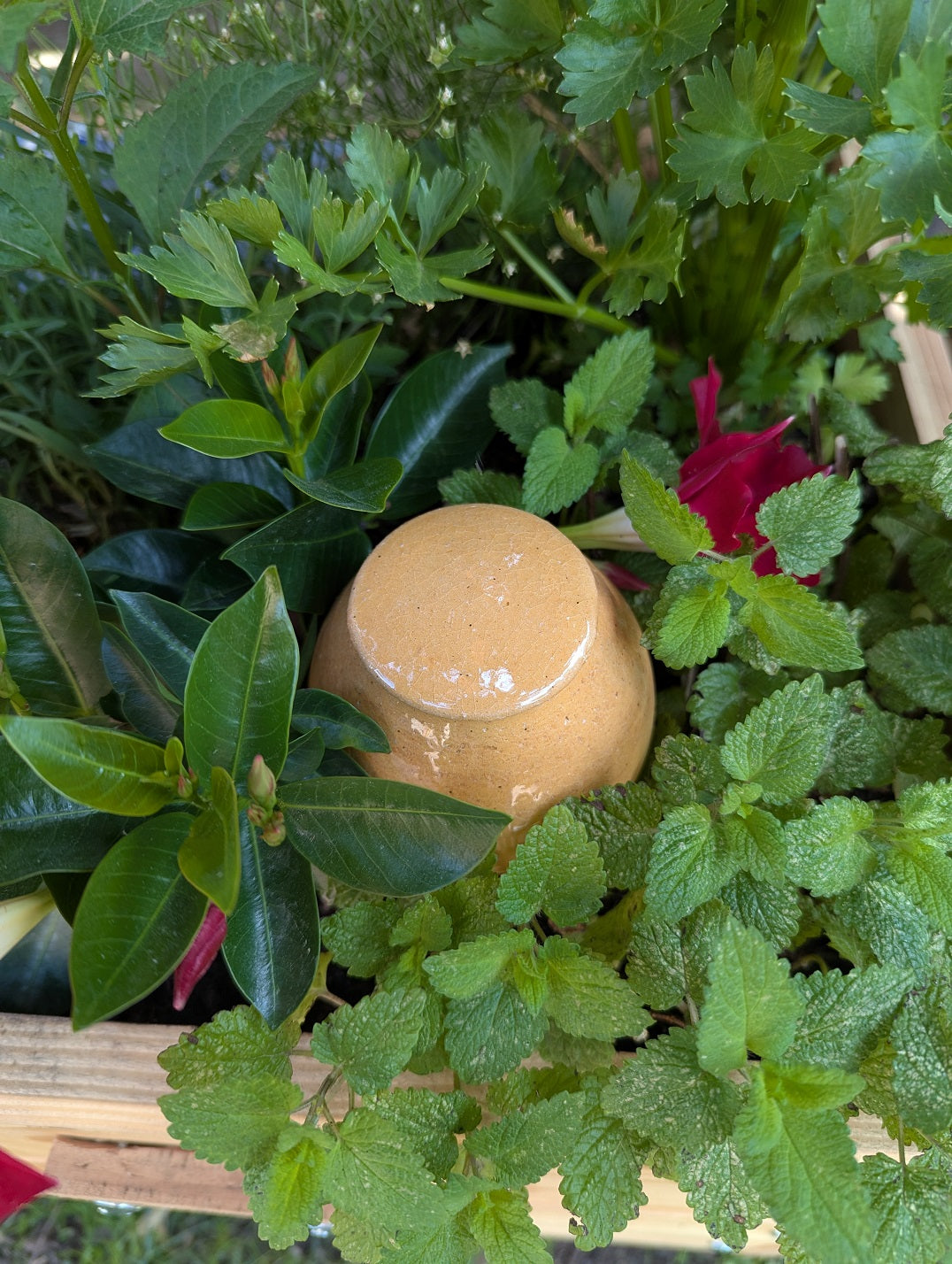 Olla à planter 50cl translucide