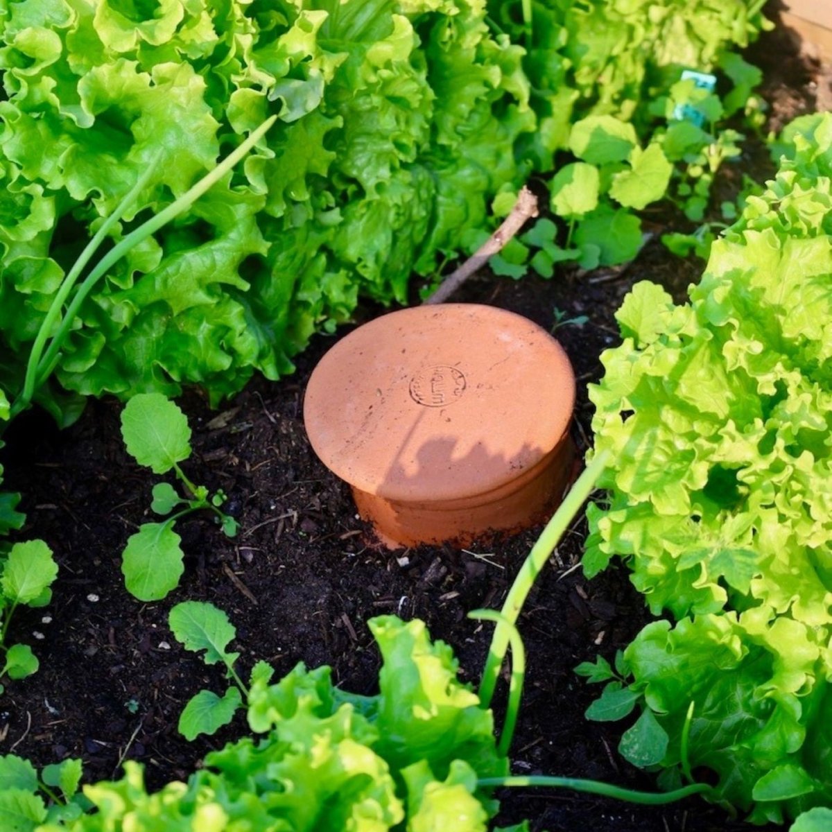 - Olla - Jardinière à enterrer de 0,5L à 20L - Poterie Lutton - Lowreka