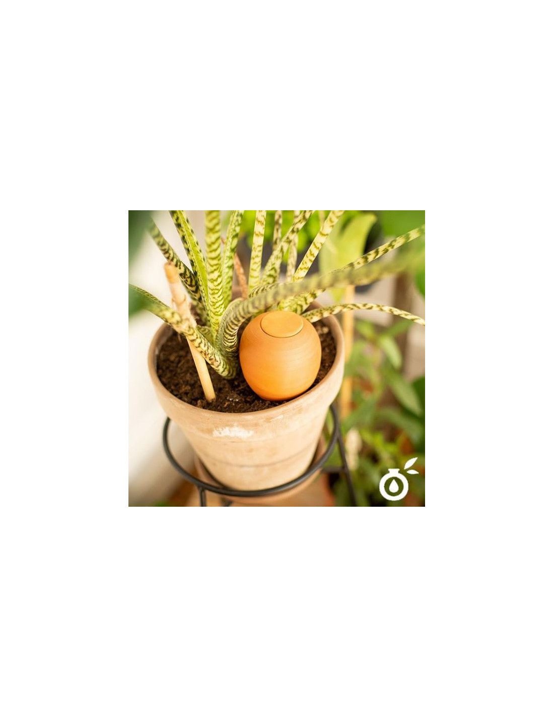  - Oyas® à planter - format S - Lowreka